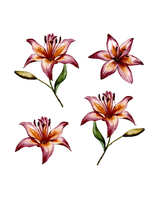 Floral temporary tattoo sheet